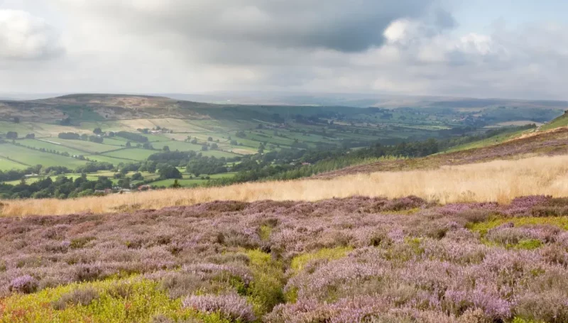 Ecus carries out invasive species management in North York Moors National Park